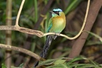 Momotus momota  Blue crowned-Motomot  Blauscheitel-Motmot 
