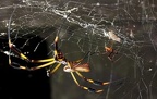 Nephila clavipes  Golden orb-web spider  Goldene Seidenspinne  2 1