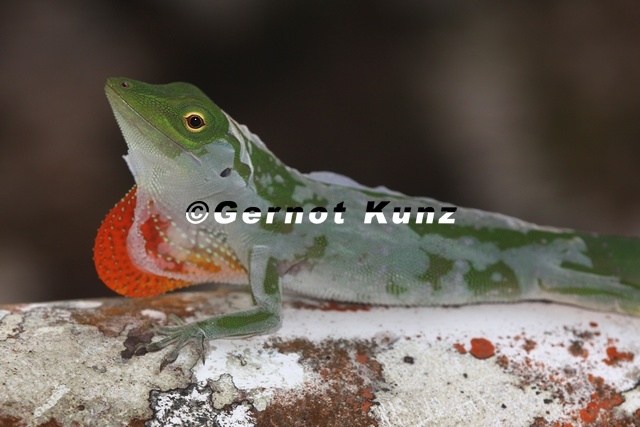 Norops_biporcatus__Green_tree_anole_1_2.jpg