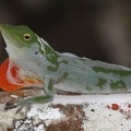 Norops biporcatus  Green tree anole 1 2
