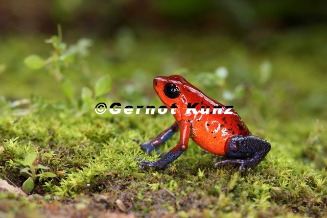 Oophaga pumilio  Strawberry poison-daret frog  Erdbeerfrosch 1 2