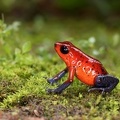 Oophaga pumilio  Strawberry poison-daret frog  Erdbeerfrosch 1 2