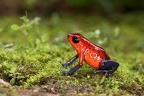 Oophaga pumilio  Strawberry poison-daret frog  Erdbeerfrosch 1 2