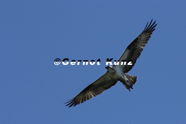 Pandion_haliaetus__Osprey__Fischadler_1_2.jpg