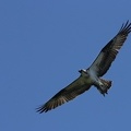 Pandion haliaetus  Osprey  Fischadler 1 2