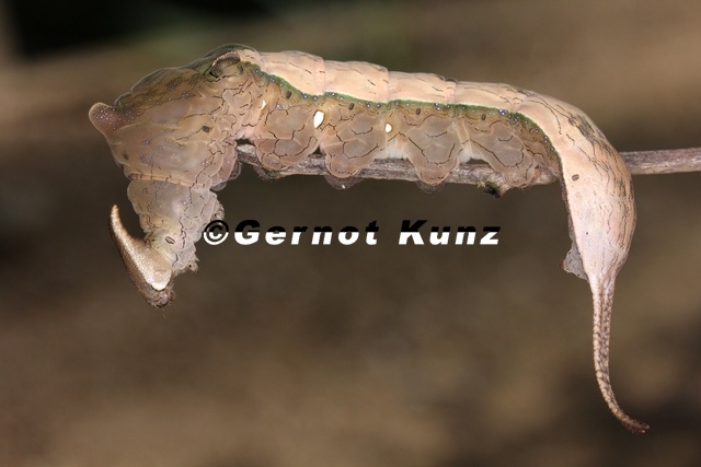 Paraprepona_sp___Edelfalter_1_2.jpg