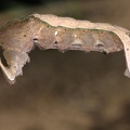 Paraprepona sp   Edelfalter 1 2