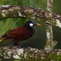 Psarocolius montezuma  Montezuma Oropendula  Montezuma Stirnvogel 4