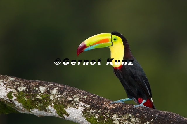 Ramphastos_sulfuratus__Keel-billed_Toucan__Regenbogentukan_4_1.jpg