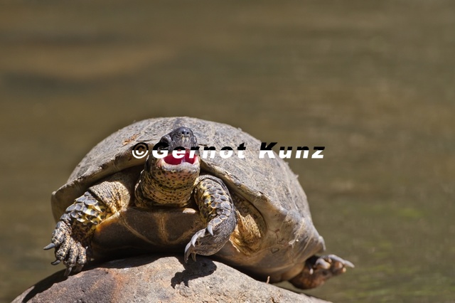 Rhinoclemmis_funerea_5.jpg