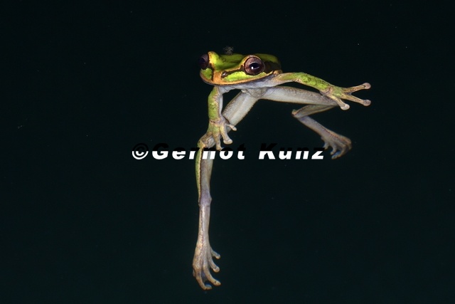 Similica_phaeota__Masked-Tree-Frog_2_2.jpg