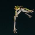 Similica phaeota  Masked-Tree-Frog 2 2