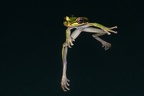 Similica phaeota  Masked-Tree-Frog 2 2