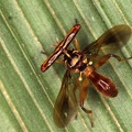 Stielaugenfliege 2 2
