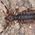 Sulifugae  Walzenspinne  1 2