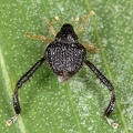 Tachygonus sp  1 2verkl