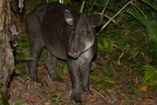 Tapirus bairdii  Baird  s Tapir  Mittelamerikanischer Tapir 5 1
