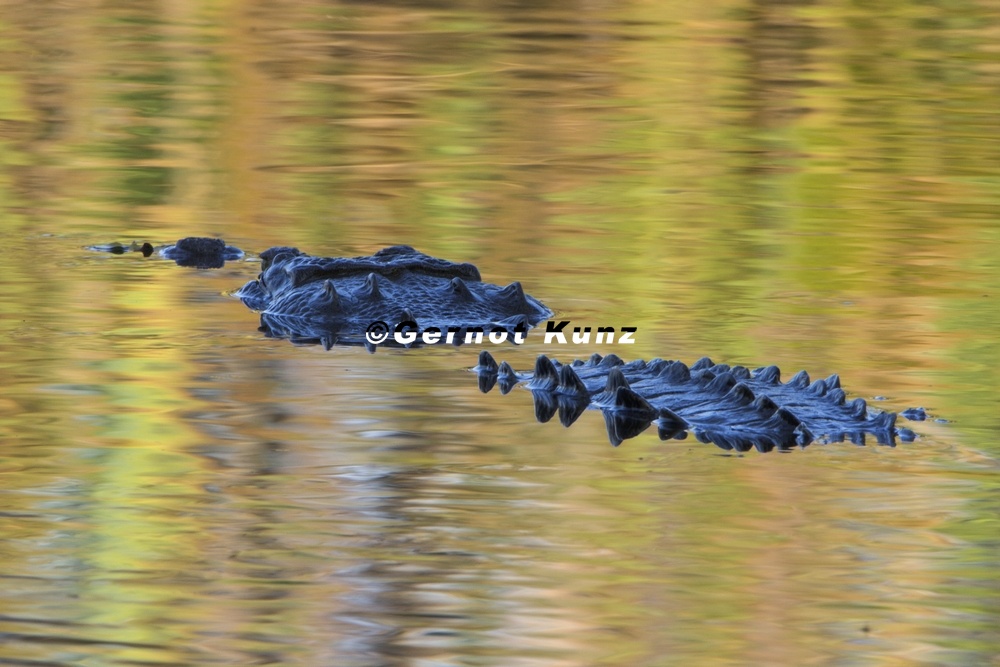 12 Crocodylus acutus  American Crocodyle  Amerikanische Spitzkrokodil 1