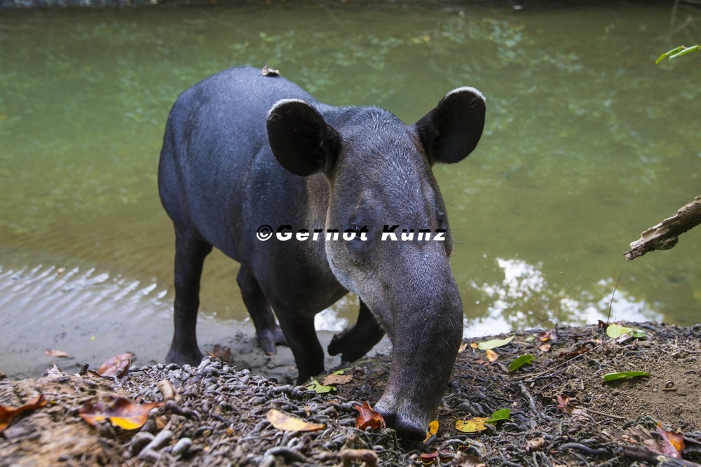 13 Tapirus bairdii  Bairds Tapir  Mittelamerikanisches Tapir 1 1