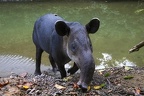 13 Tapirus bairdii  Bairds Tapir  Mittelamerikanisches Tapir 1 1