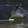 14 Tapirus bairdii  Bairds Tapir  Mittelamerikanisches Tapir 2