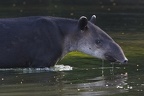 14 Tapirus bairdii  Bairds Tapir  Mittelamerikanisches Tapir 2