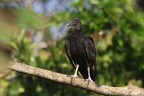 17 Coragyps atratus   Black vulture  3