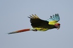 20 Ara ambiguus   Great Green Macaw 1 3
