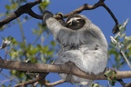 21 Bradypus variegatus  Brown-Throated Sloth  Braunkehlfaultier 