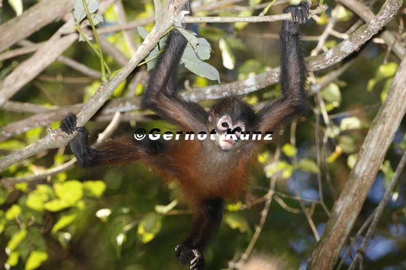 24_Ateles_geoffroyi__Spider_Monkey__Spinnenaffe_.JPG