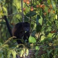 25 Alouatta palliata  Howler Monkey  Mantelbr  llaffe 