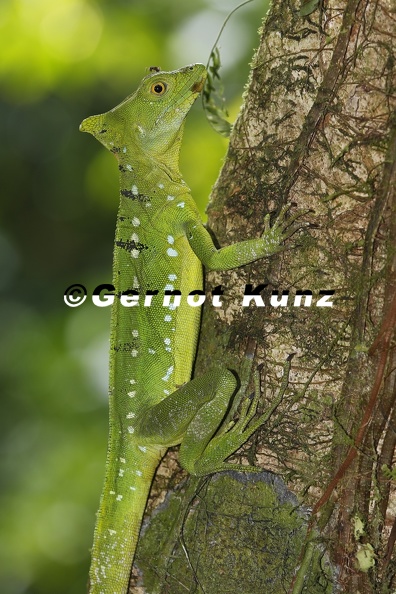 26_Basiliscus_plumifrons__Plumed_Basilisk__Stirnlappenbasilisk_2_1.jpg