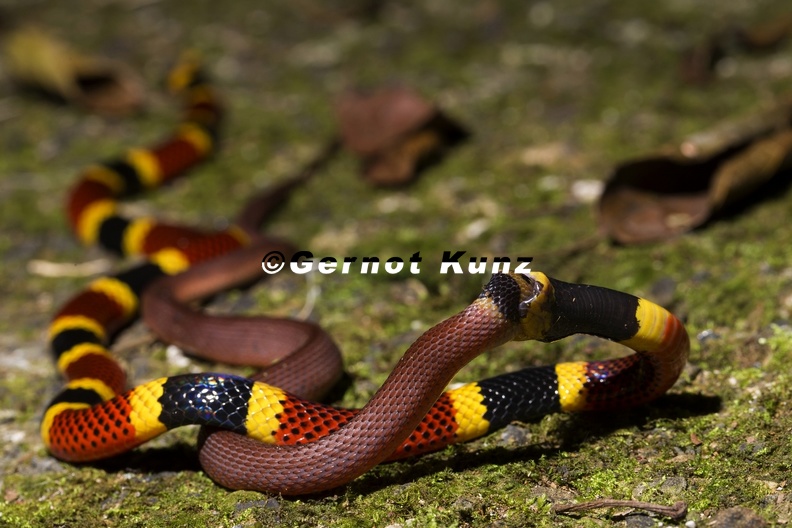 27_Micrurus_nigrocinctus__Coral_Snake__Korallenotter____amp__Ninia_sebae3.jpg