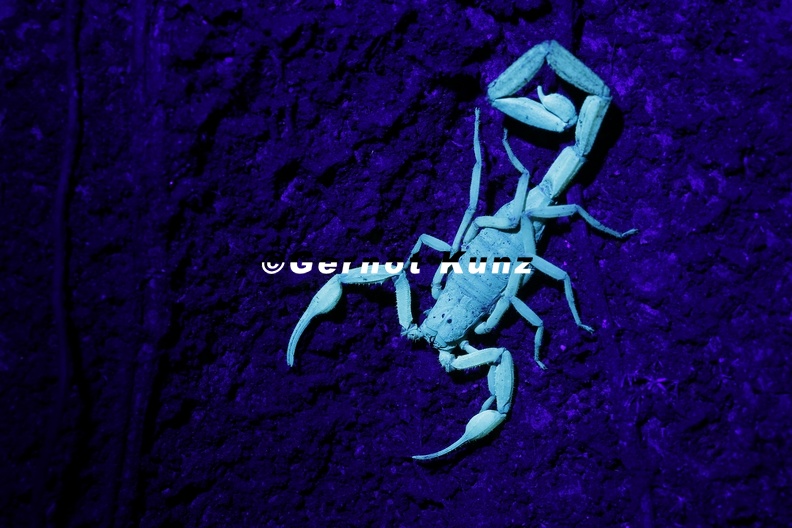 29_Scorpiones.JPG