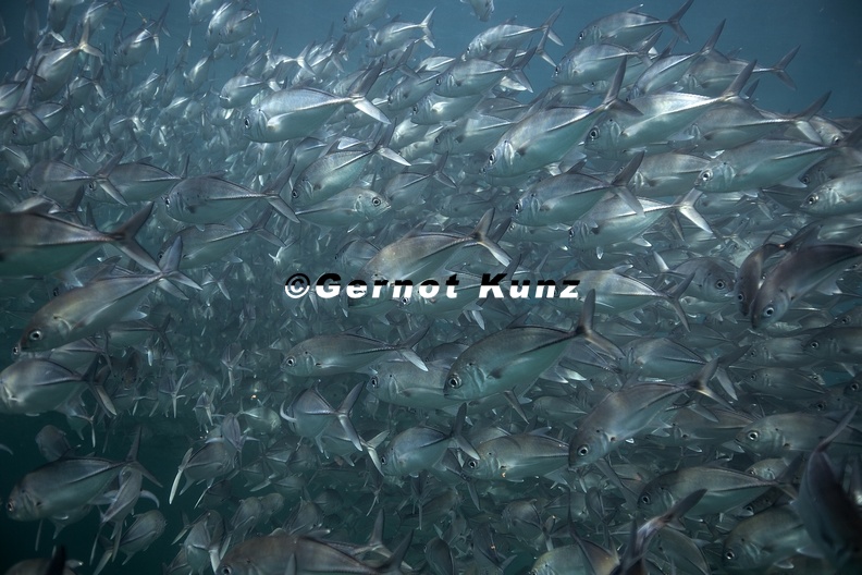 31_Caranx_sexfasciatus__Bigeye_Jack_.jpg