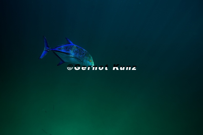 32_Caranx_melampygus___Blue_Spottet_Jack_.jpg