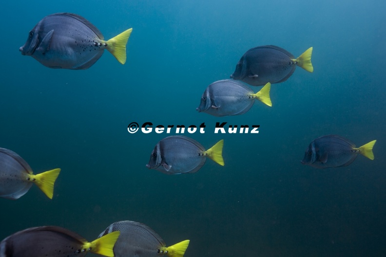 33 Prionurus laticlavius Chancho Surgeonfish 1 1 - 33_Prionurus_laticlavius__Chancho_Surgeonfish__1_1.jpg 33_Prionurus_laticlavius__Chancho_Surgeonfish__1_1.jpg