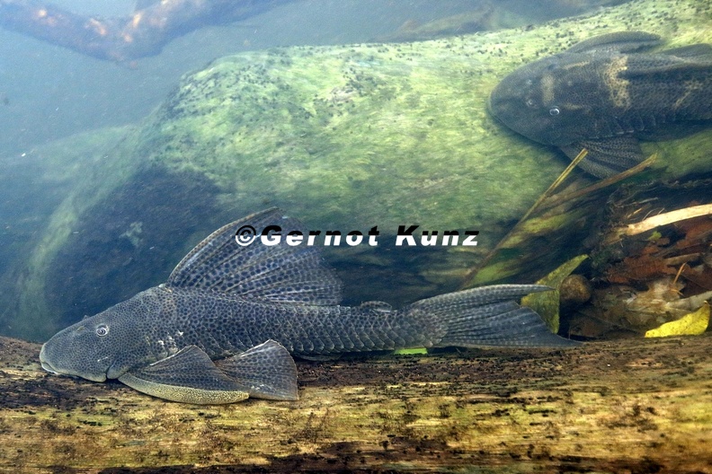 Hypostomus_panamensis_6_2.jpg