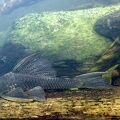 Hypostomus panamensis 6 2