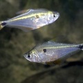 Roeboides ilseae 9 2