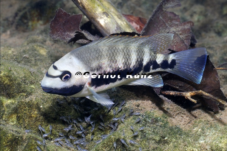 Tomocichla sieboldii 7 2 - Tomocichla_sieboldii_7_2.jpg Tomocichla_sieboldii_7_2.jpg