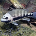 Tomocichla sieboldii 7 2