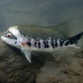 Tomocichla tuba M6 2