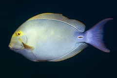 Acanthuridae 7 3
