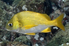Anisotremus caesius  Silvergrey Grunt 6 2
