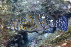 Cirrhitus rivulatus  Giant Hawkfish  Riesen-B  schelbarsch 8 2