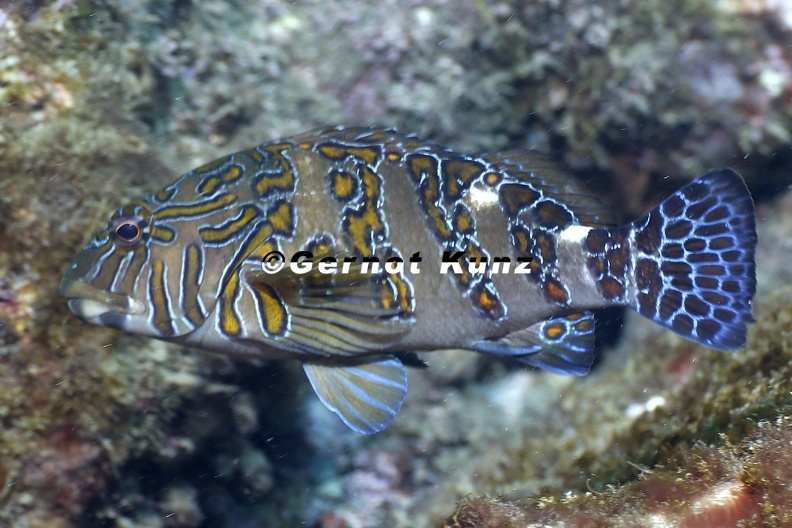 Cirrhitus_rivulatus__Giant_Hawkfish__Riesen-B__schelbarsch_8_2.jpg