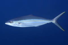 Elagatis bipinnulata  Rainbow runner  Regenbogenmakrele 6 2