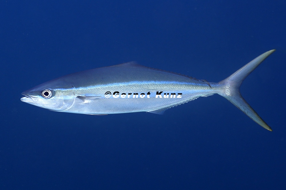 Elagatis bipinnulata  Rainbow runner  Regenbogenmakrele 6 2