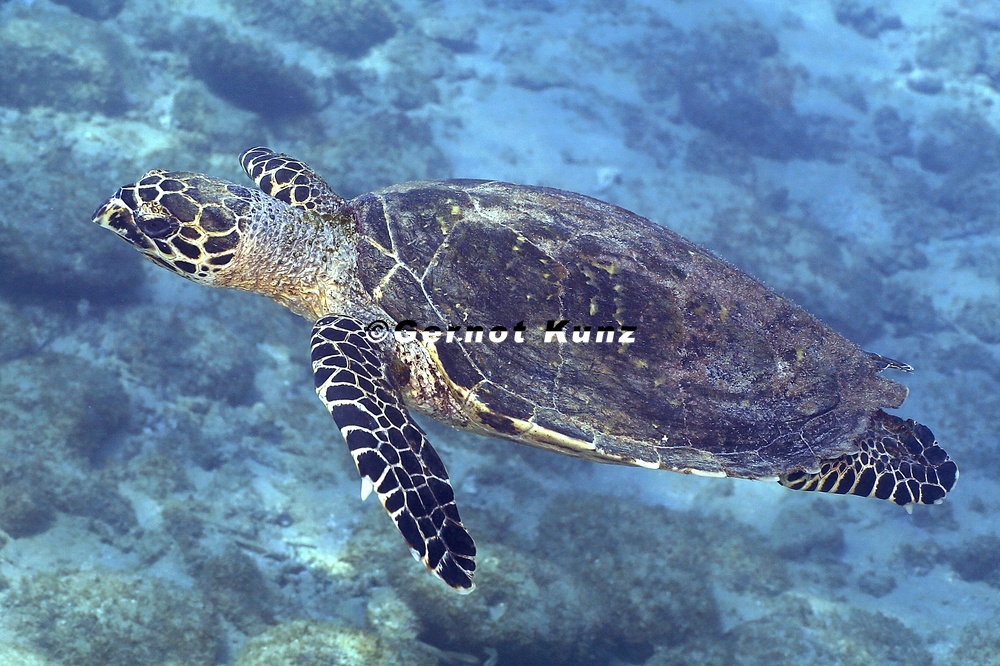 Eretmochelys imbricata  Hawksbill Sea Turtle  Echte Karettschildkr  te   2